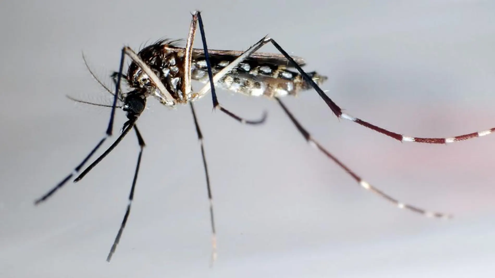 Mosquito "Aedes Aegypti", trasmisor del dengue.