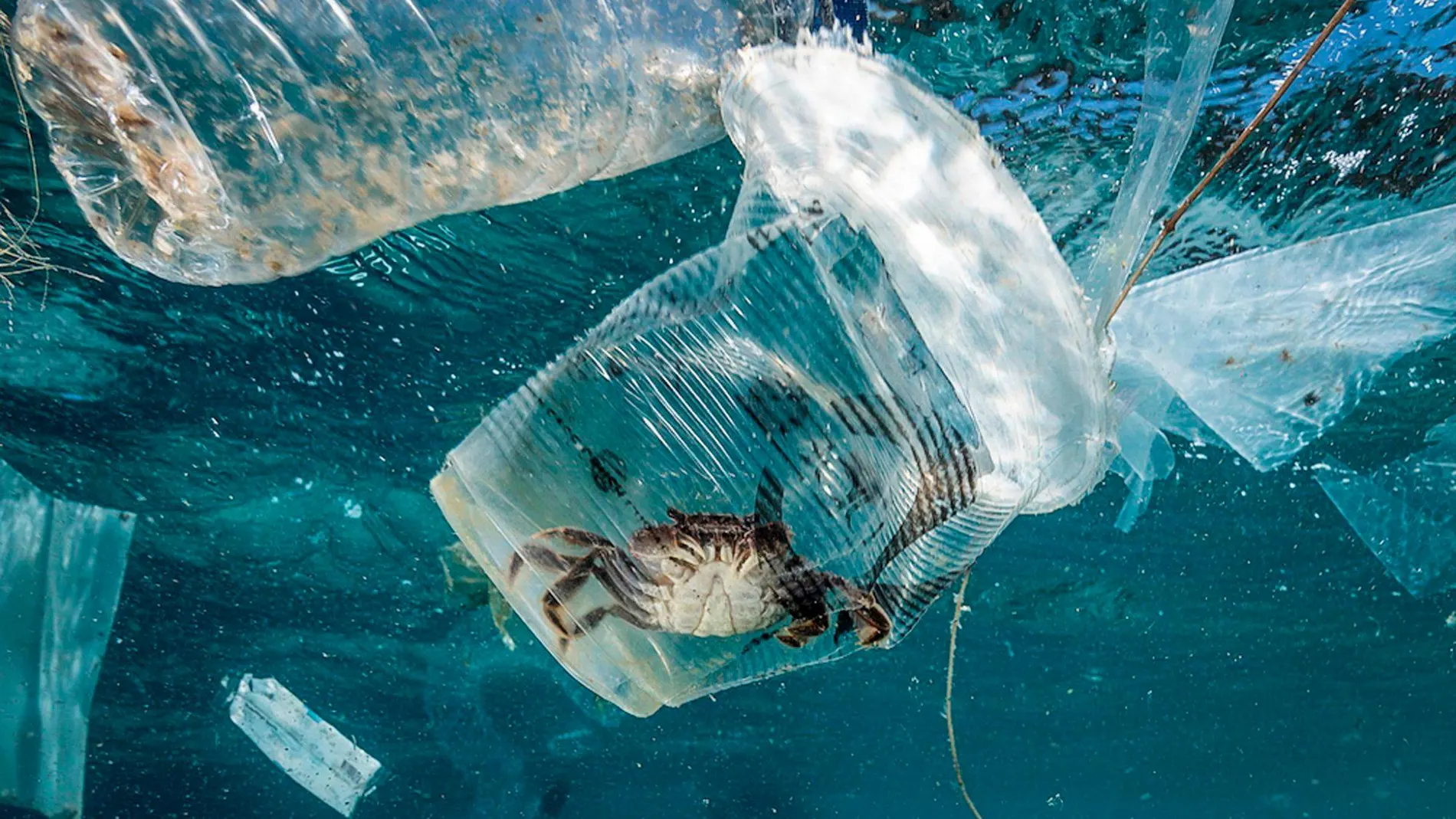 Un cangrejo permanece atrapado en un vaso de plástico en el mar en el Pasaje de Isla Verde en Filipinas / Foto: Efe