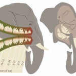 A cada lado del maxilar, los elefantes tienen un solo diente en uso que es empujado lentamente por un nuevo molar más grande. / UZH