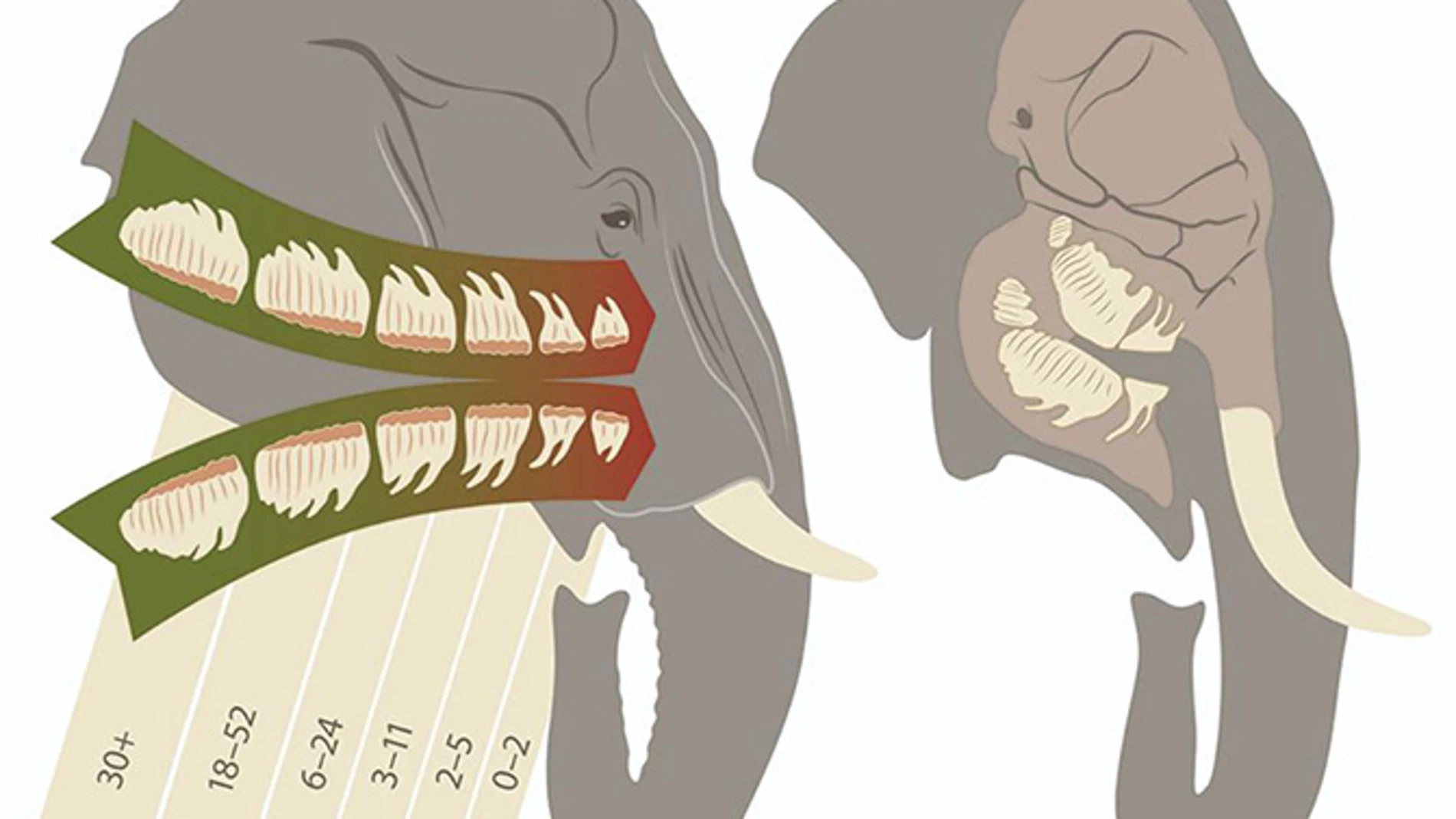 A cada lado del maxilar, los elefantes tienen un solo diente en uso que es empujado lentamente por un nuevo molar más grande. / UZH