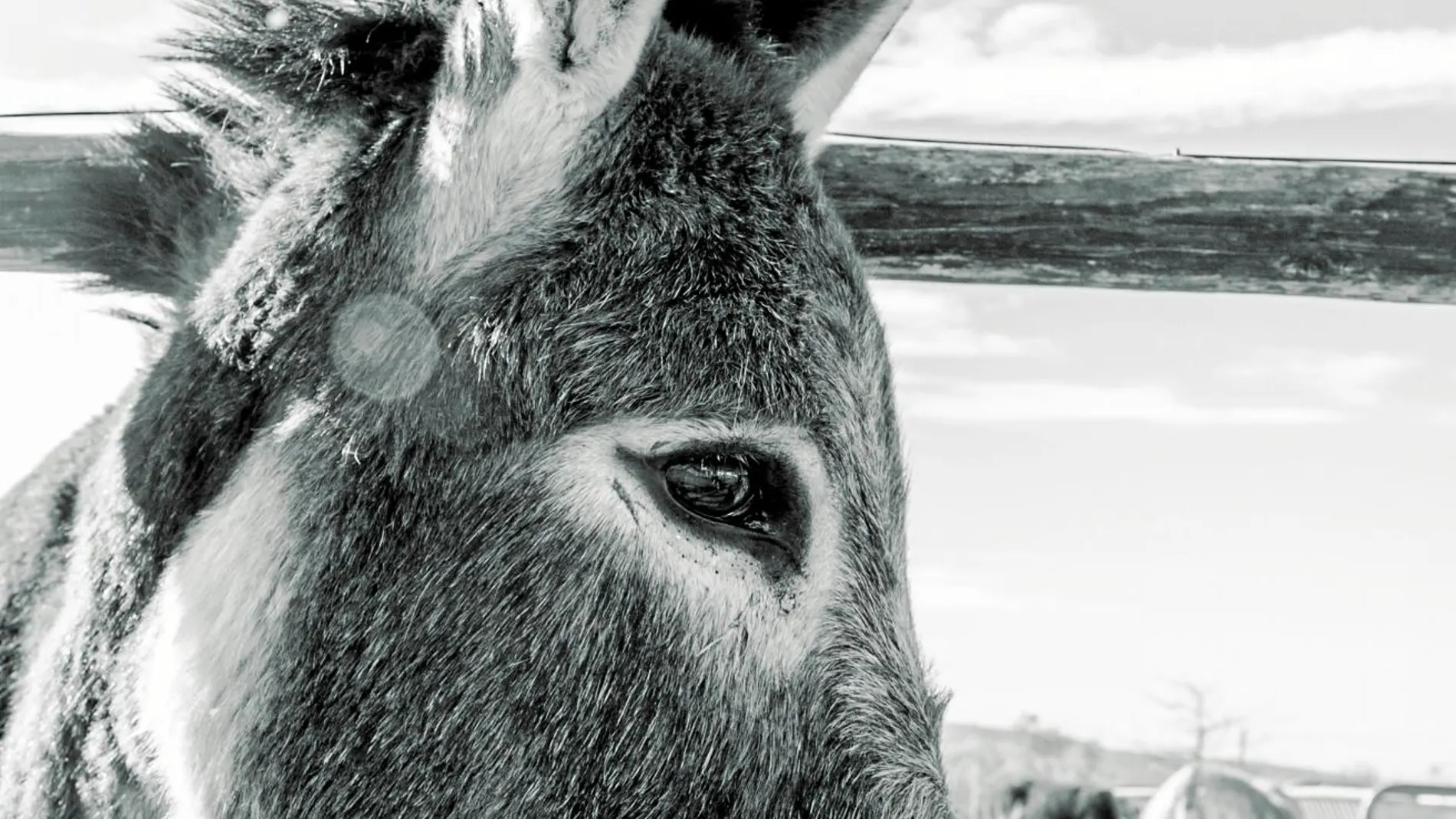 En la actualidad hay alrededor de 50.000 burros en España