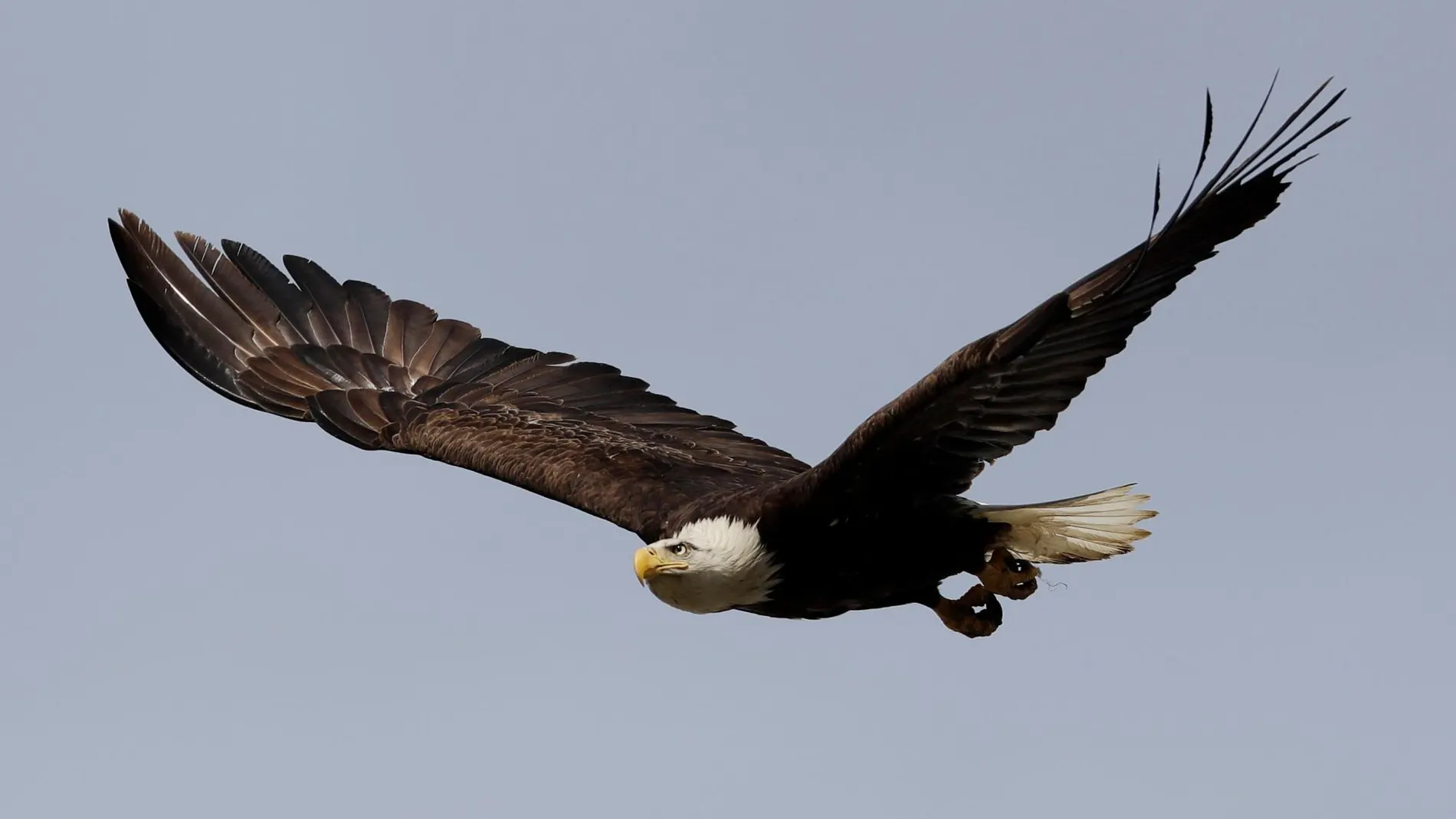 La disposición de las plumas en las aves sigue un patrón determinado / AP