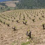 Viñedos de la bodega Sotomanrique