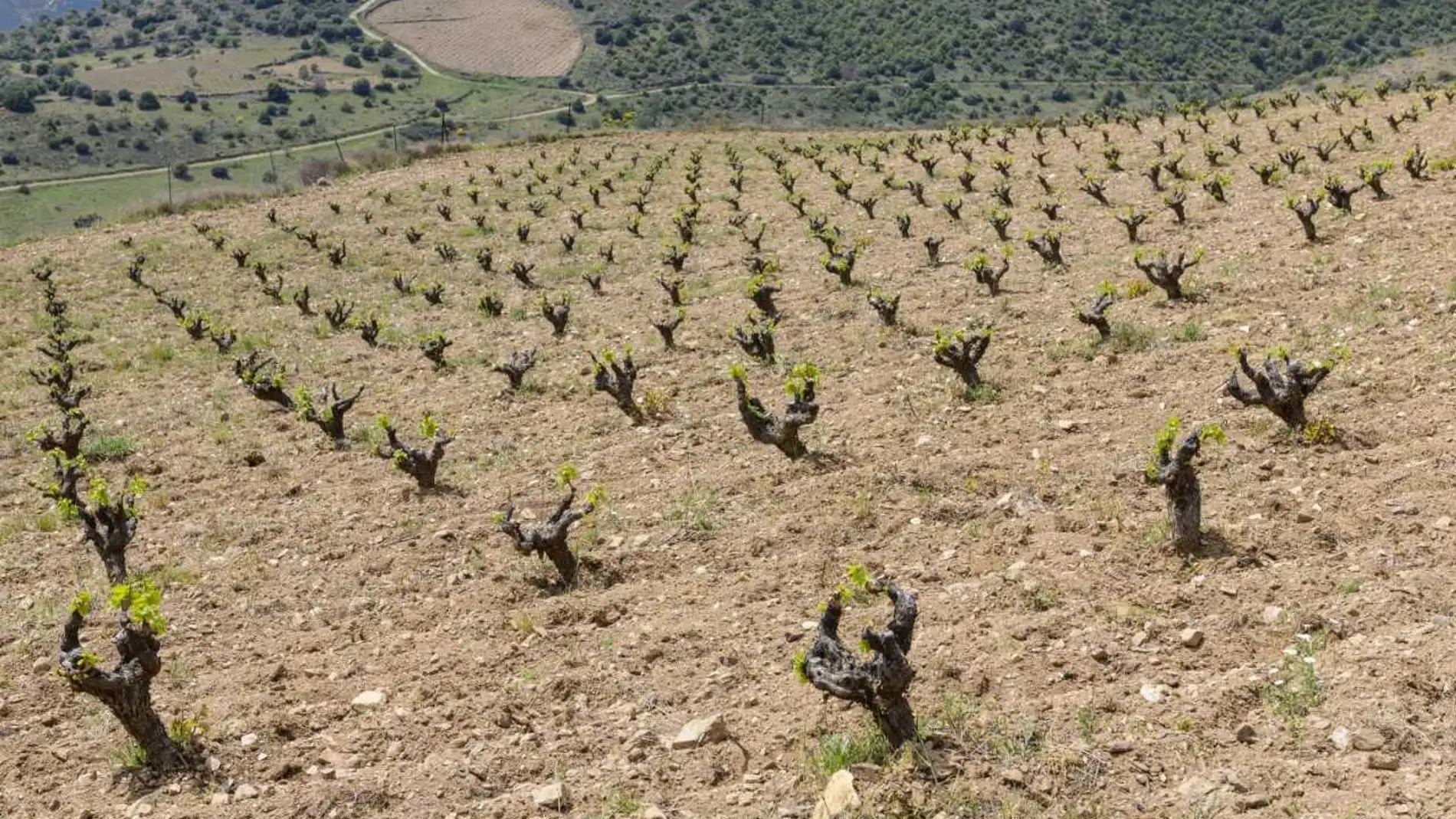 Viñedos de la bodega Sotomanrique