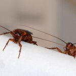 Los científicos proponen un nuevo método que consiste en reducir la reproducción de las cucarachas. / IBE (CSIC-UPF)