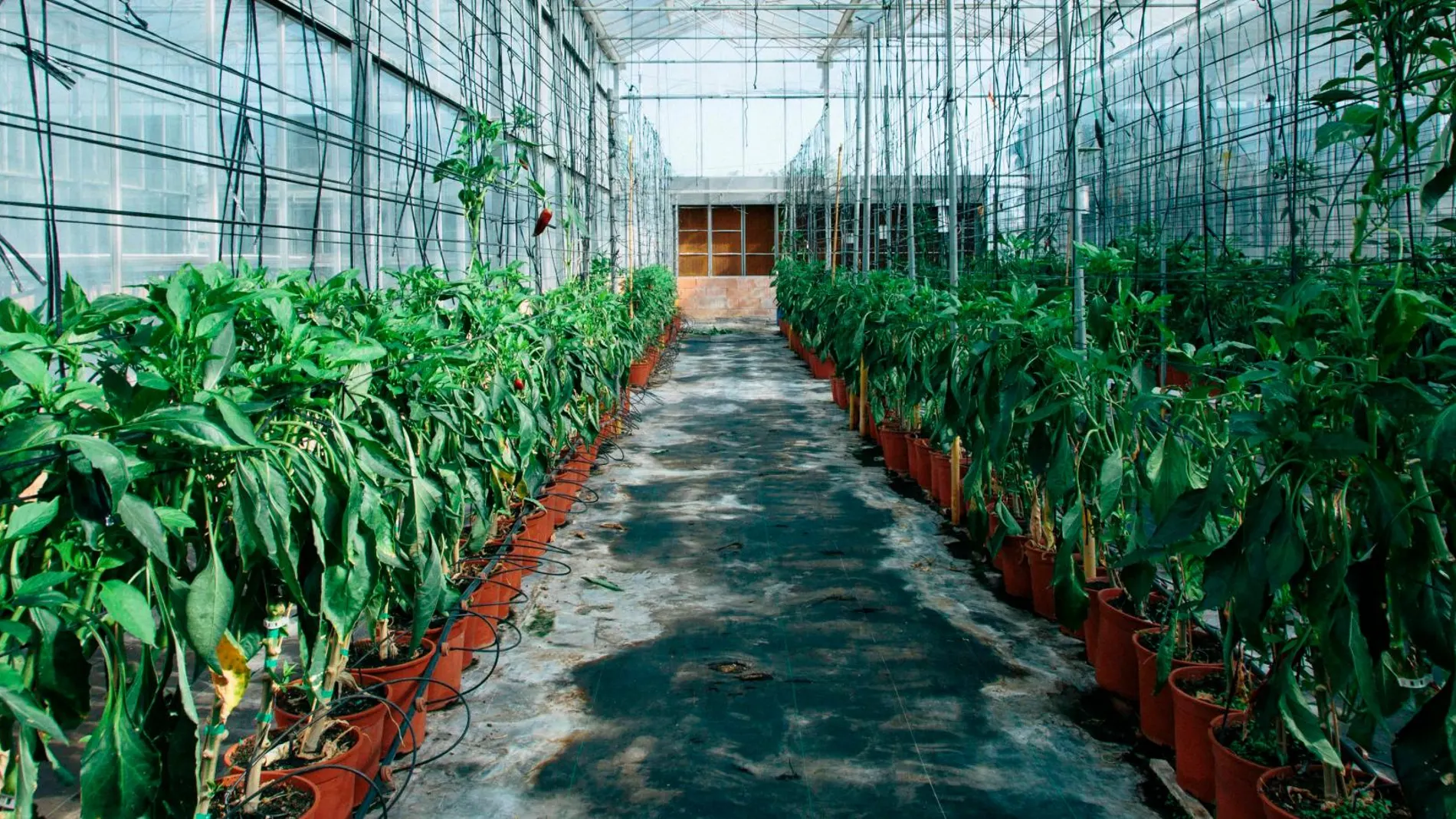 Las instituciones que se encargan de formar a los futuros profesionales son conscientes de que el sector de la agronomía y el medio natural avanza rápidamente en una sociedad tan cambiante como la que vivimos. LA RAZÓN