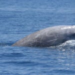 Nuevos registros de las capacidades de buceo de los zifios en el Atlántico Norte confirman que estos cetáceos son los mamíferos que alcanzan la mayores profundidades. / Andrew J. Read