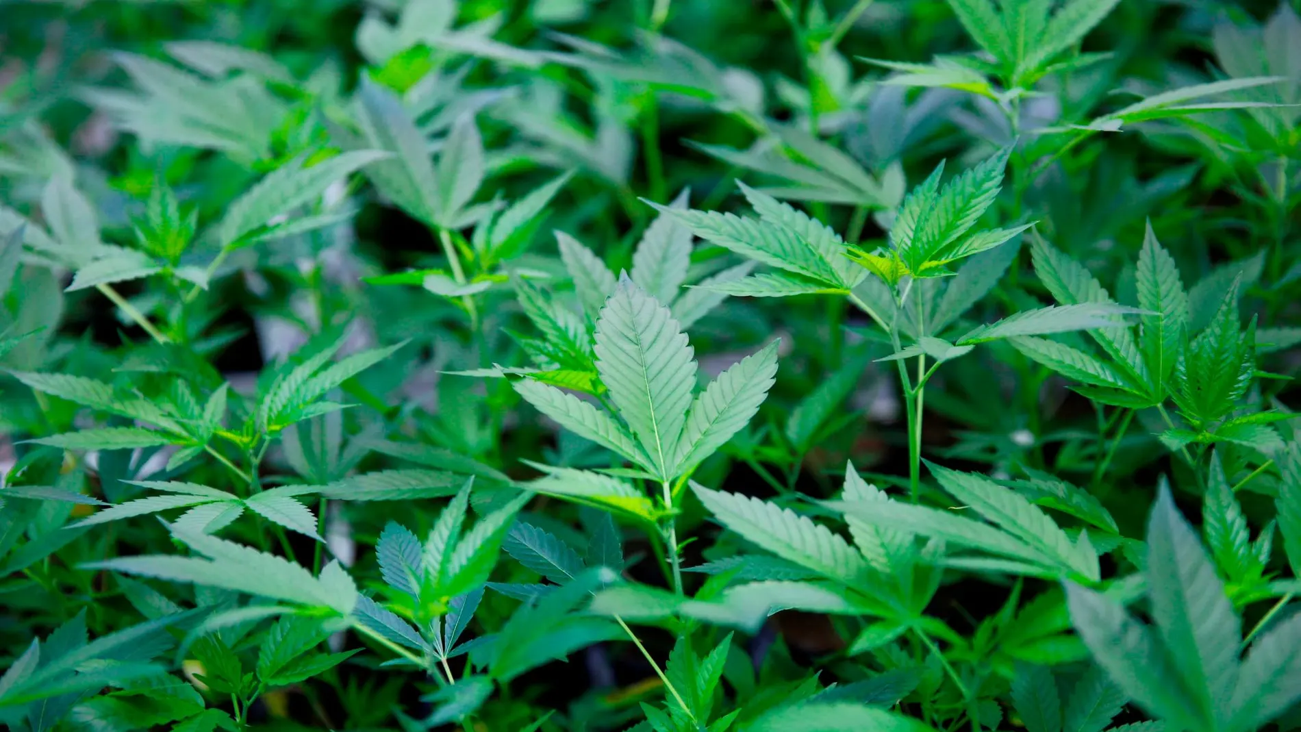La instalación para el cultivo de marihuana estaba ubicada en un chalet de Ampuero / Foto: Reuters