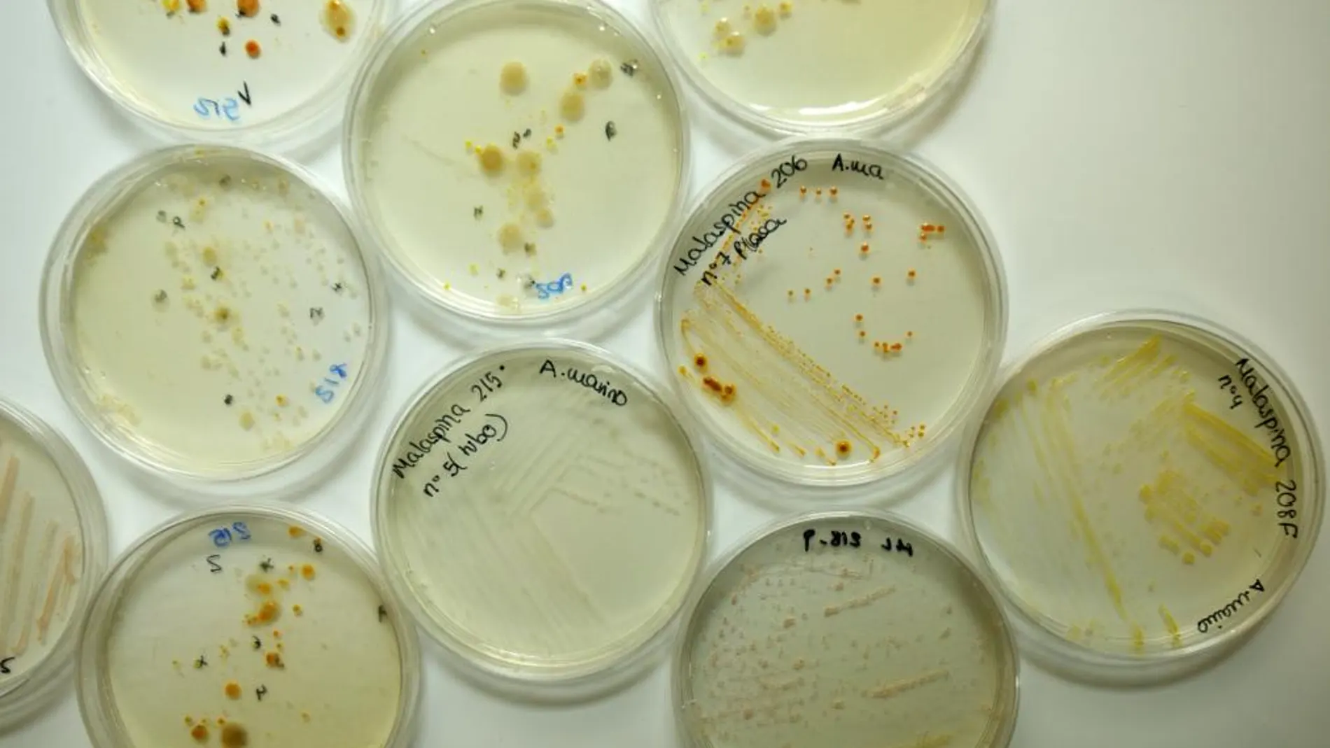 Análisis genómico de las muestras de la Expedición Malaspina en el Instituto Mediterráneo de Estudios Avanzados