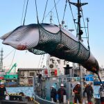 Japón reanudará la caza de ballenas