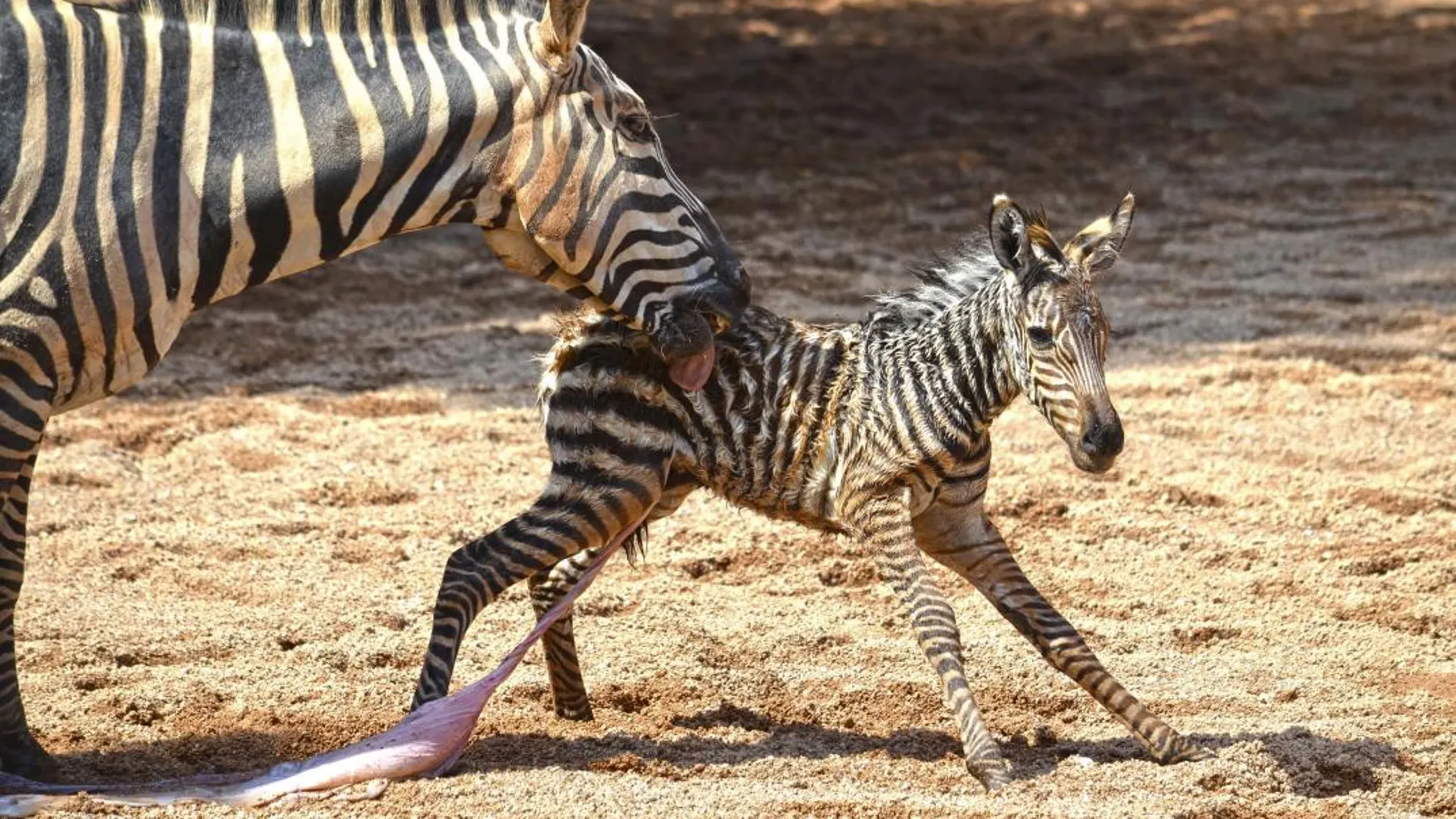 Los cuidadores de Bioparc Valencia salvan a una cebra recién nacida de morir ahogada