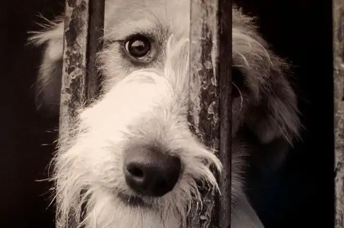 El drama de los perros sénior: más de un año para ser adoptados