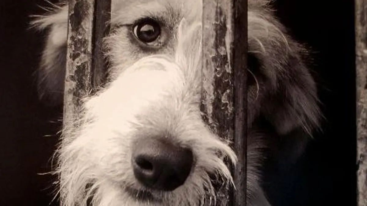 El drama de los perros sénior: más de un año para ser adoptados