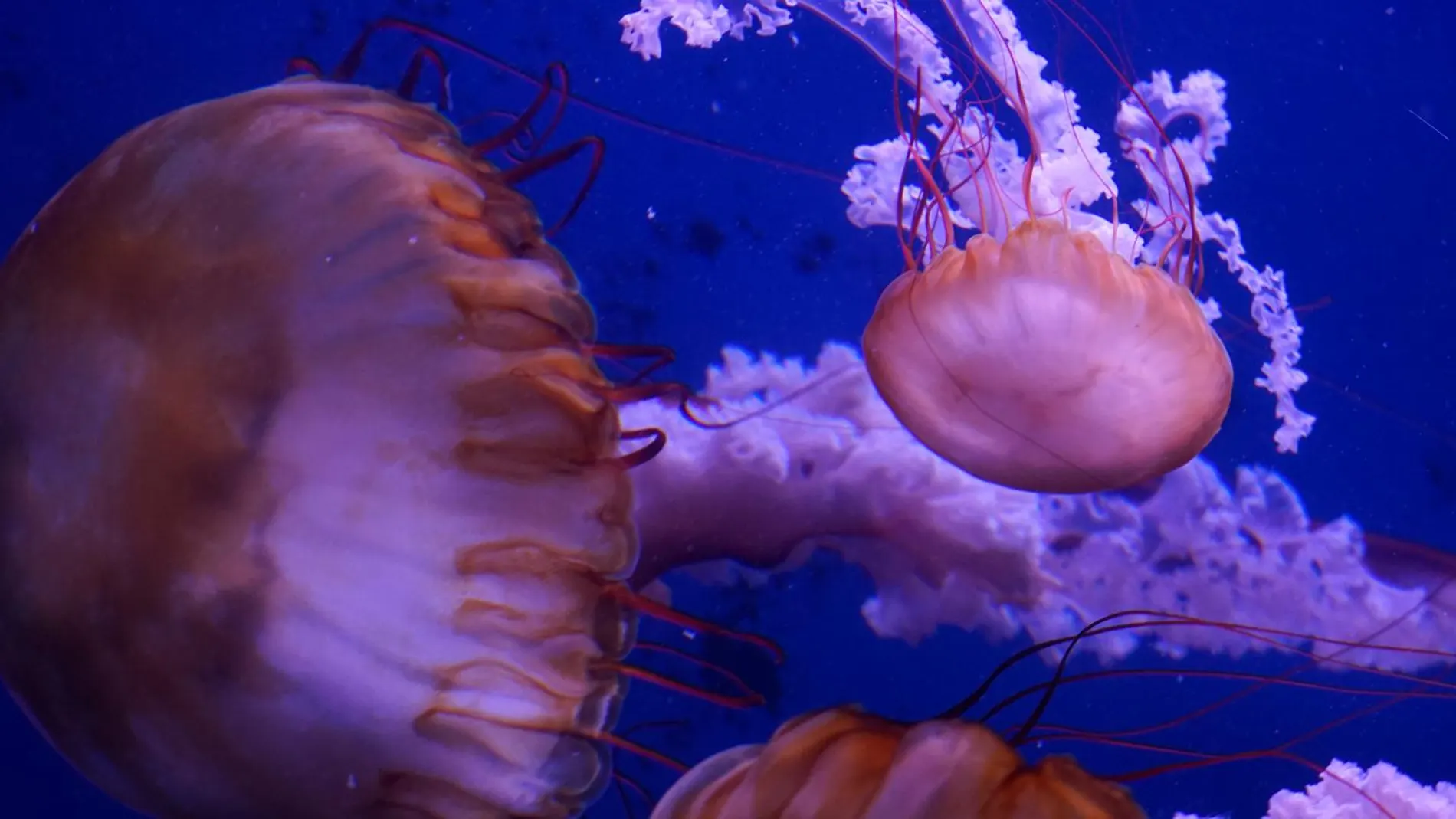 Cuatro jóvenes medusas han experimentado un crecimiento espectacular a los tres meses de salir del pólipo