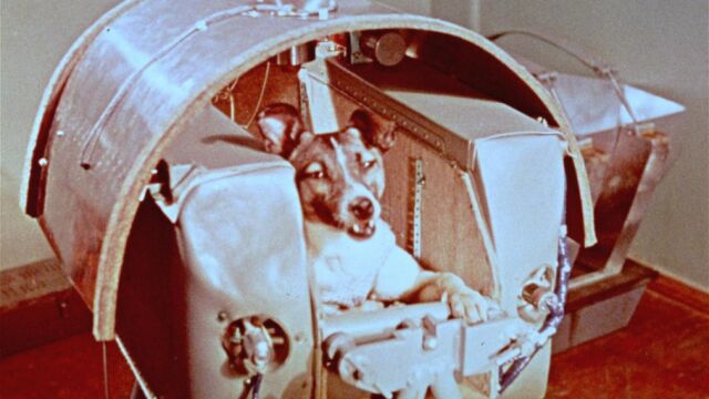 La perra Laika, momentos antes de ser enviada al espacio