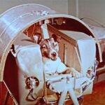 La perra Laika, momentos antes de ser enviada al espacio
