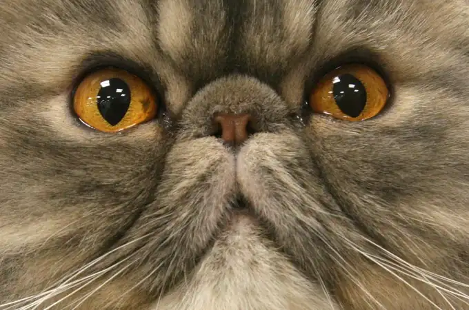 ¿Por qué le brillan los ojos a los gatos por la noche?