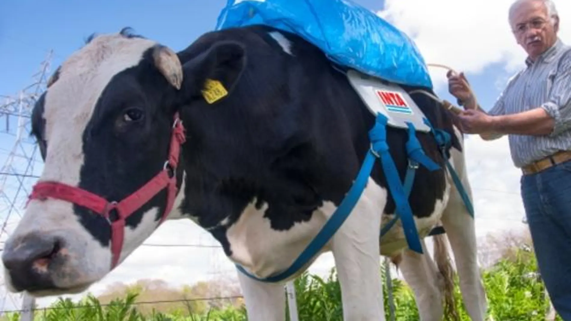 Una de las vacas que se han utilizado para el estudio