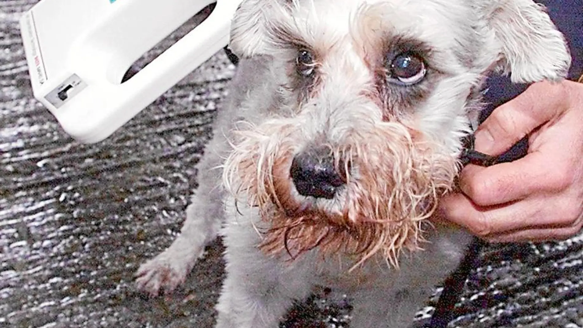Los perros con microchips son devueltos con rapidez en caso de pérdida