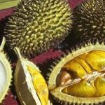 El Durio es una fruta originaria del sudeste de Asia