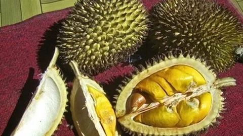 El Durio es una fruta originaria del sudeste de Asia