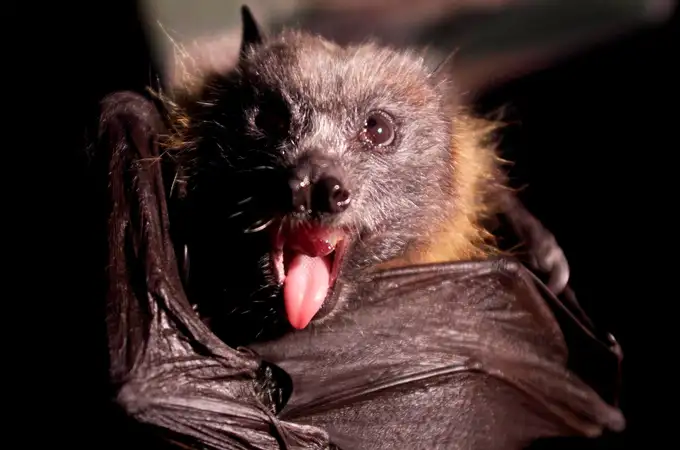 Revelan el secreto de los murciélagos para 'autocurarse' del cáncer y la Covid