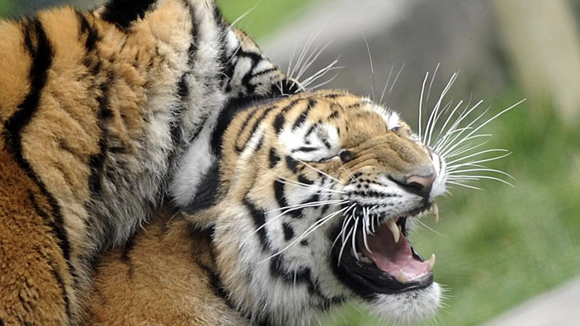 Dos ejemplares de tigre salvaje en un zoo de Alemania /AP