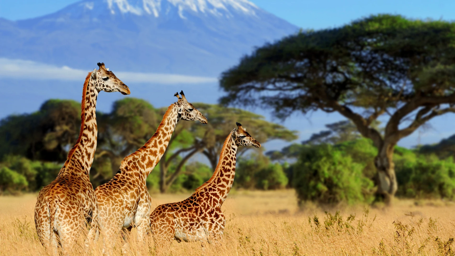 El Kilimanjaro en Tanzania.