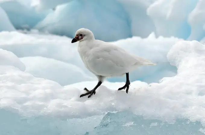 La gripe aviar ha llegado a la Península Antártica