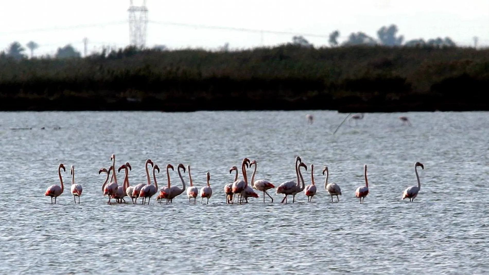 n grupo de flamencos en una laguna de las Salinas de Santa Pola en Alicante /Efe