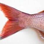 La receta científica: coma pescado