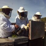 Según los datos disponibles de 2017 hay censadas 360.245 colmenas en la Comunitat Valenciana con una producción de más de seis millones de kilos de miel y un valor económico aproximado de 21 millones de euros.