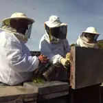 Según los datos disponibles de 2017 hay censadas 360.245 colmenas en la Comunitat Valenciana con una producción de más de seis millones de kilos de miel y un valor económico aproximado de 21 millones de euros.