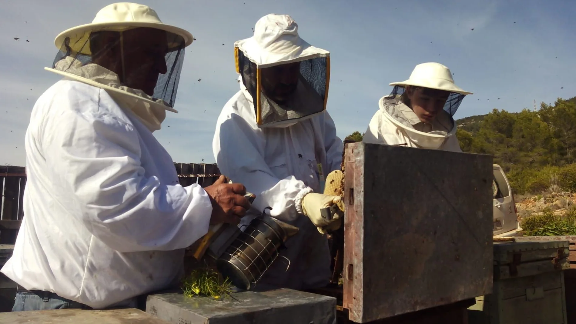 Según los datos disponibles de 2017 hay censadas 360.245 colmenas en la Comunitat Valenciana con una producción de más de seis millones de kilos de miel y un valor económico aproximado de 21 millones de euros.