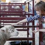 Una niña acaricia un ejemplar de ganado ovino presente en Agromaq 2013
