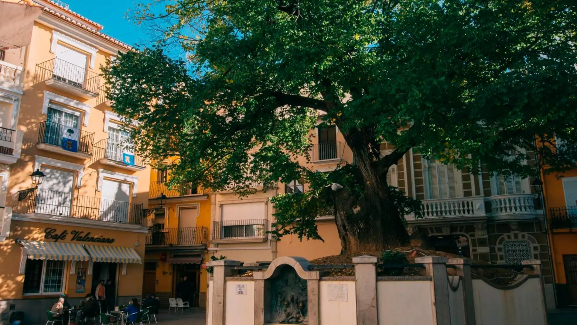 El centenario olmo de Navajas, ubicado en la plaza que lleva su nombre, es todo un símbolo en la comarca del Alto Palancia