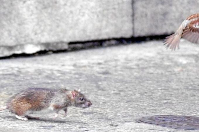 Las ratas campan a sus anchas desde hace meses por el barrio universitario de Valencia