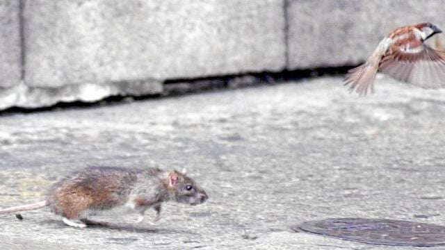 Las ratas campan a sus anchas desde hace meses por el barrio universitario de Valencia