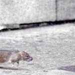 Las ratas campan a sus anchas desde hace meses por el barrio universitario de Valencia