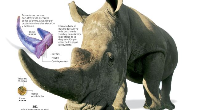 ¿Qué vale más un kilo de coca o un de cuerno de rinoceronte?