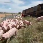 Un camión cargado de cerdos descarrila en Zaragoza