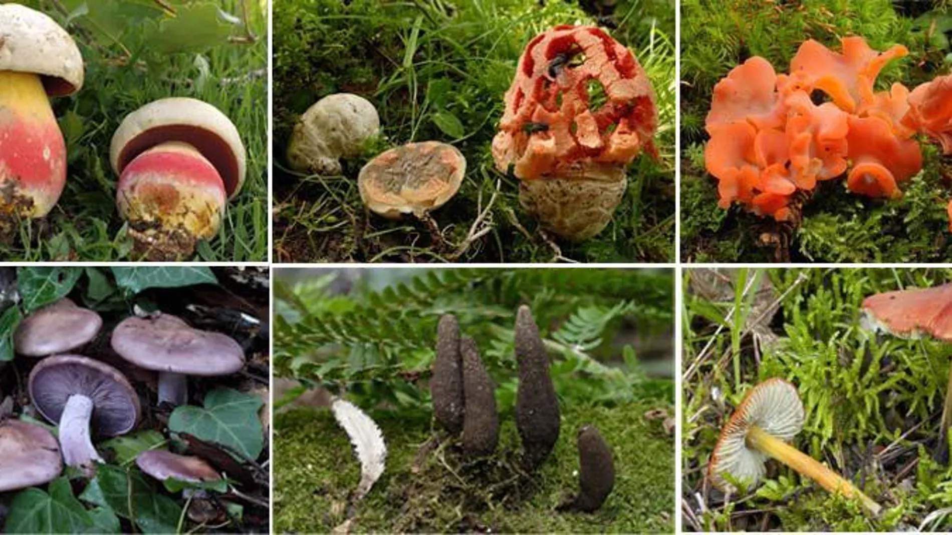 La aplicación permite reconocer 150 especies de hongos y crear un cuaderno de campo personal