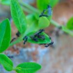 El estudio revela nuevos datos de cómo interactúan hormigas y plantas / C. Pastrano