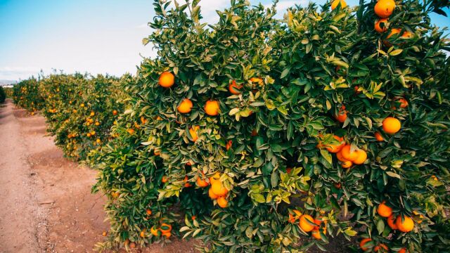 Miles de campos valencianos de mandarinas quedarán sin cosecharse debido a la entrada de cítricos de otros países