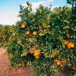 Miles de campos valencianos de mandarinas quedarán sin cosecharse debido a la entrada de cítricos de otros países