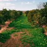  La agricultura valenciana atraviesa uno de sus peores años al calor de la tensión europea