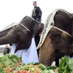 Tres elefantes del Gran Circo Mundial