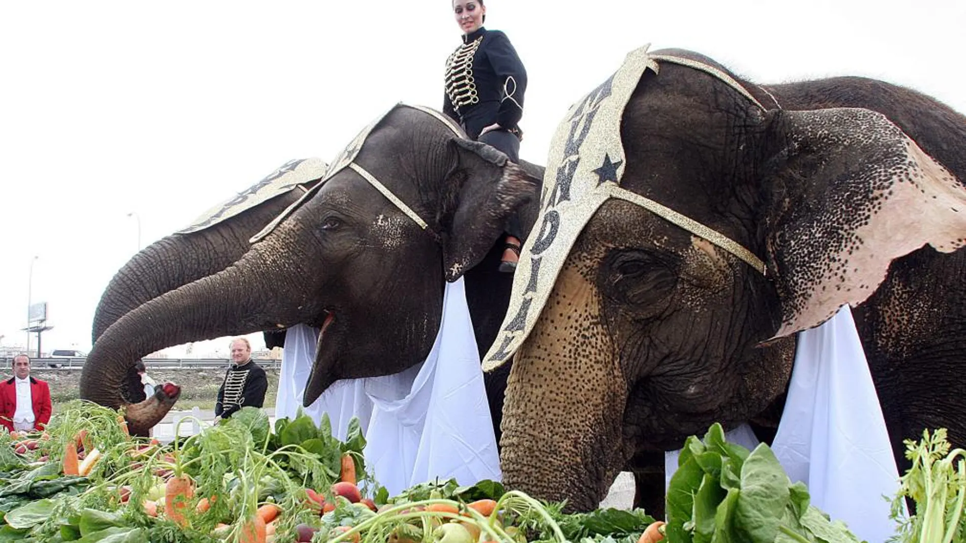 Tres elefantes del Gran Circo Mundial