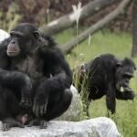 Dos chimpancés en una reserva en Austria