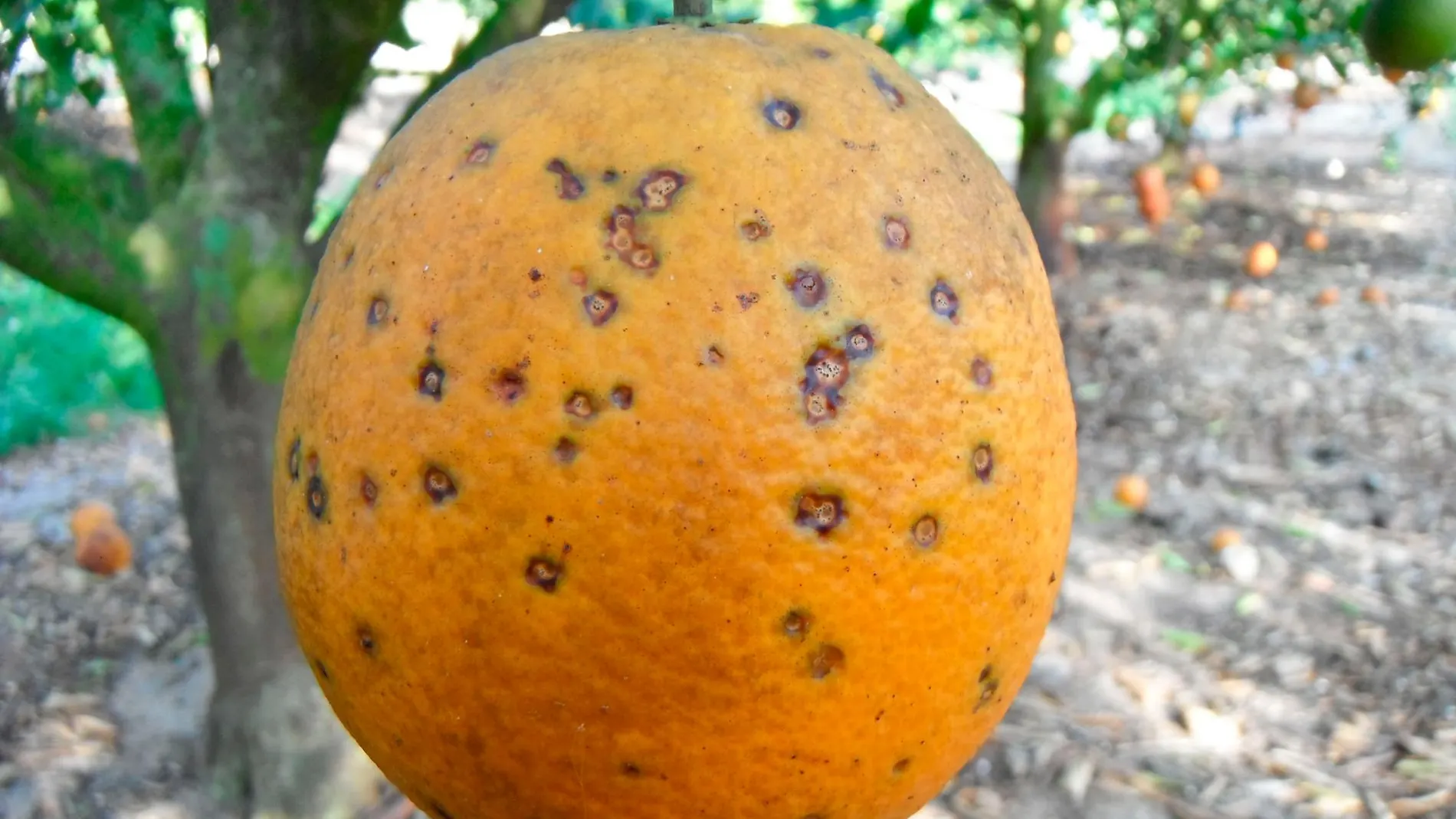 La mancha negra, causada por «Phyllosticta citricarpa», es la principal enfermedad fúngica de los cítricos a nivel mundial